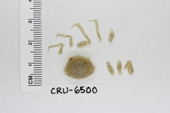 Media type: image;   Invertebrate Zoology CRU-6500 Description: Preserved specimen.;